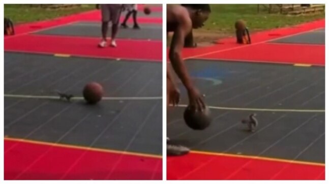 Eager squirrel tries to play basketball in viral video. So cute, says Internet