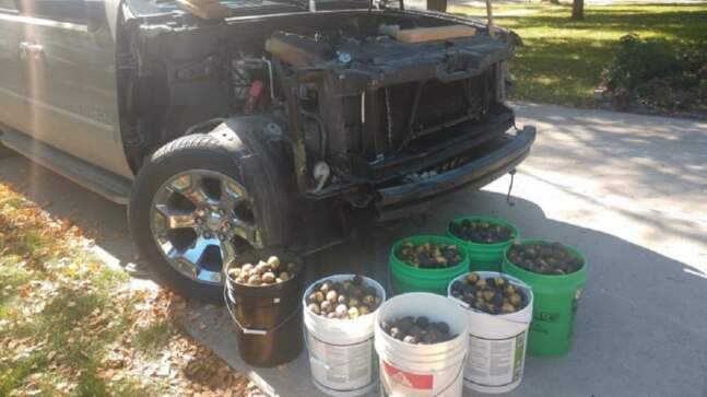 US man discovers squirrel hid 42 gallons of walnuts under the hood of his truck. Viral post