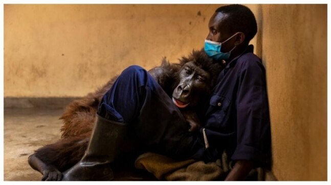 Gorilla who went viral for photobombing park ranger's selfie dies in the arms of her rescuer. Internet is in tears - Vimarsana News