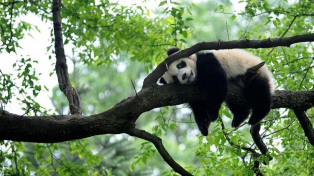 China's Xi launches $232 mn biodiversity protection fund for developing countries - Vimarsana News