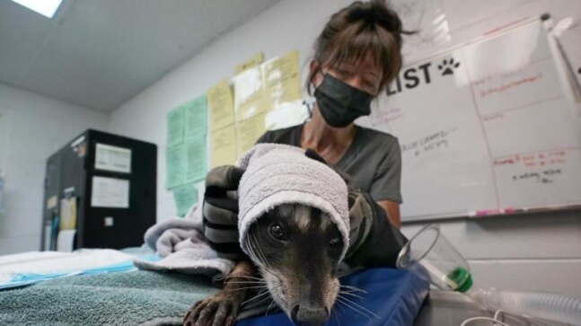 EXPLAINED: How wildfires impact wildlife, their habitat - Vimarsana News