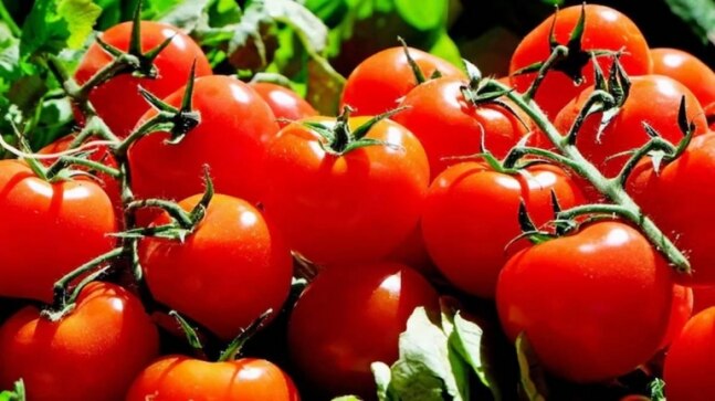 After petrol and diesel, tomato prices see a steep hike in Rajasthan
