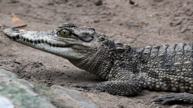 Odisha: 10-ft-long crocodile rescued from irrigation canal in Kendrapara - Vimarsana News
