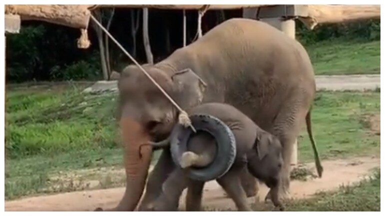 Baby Elephant Gets Stuck In Tyre Swing Viral Video Shows What Its Mother Did Next Trending News News Baby Elephant Gets Stuck In Tyre Swing Viral Video Shows What Its Mother Did Next Trending News News