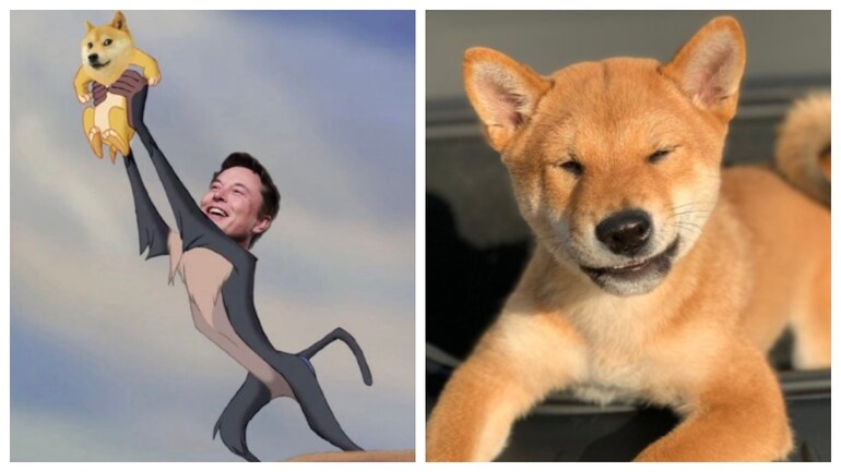 Elon musk shiba inu coin