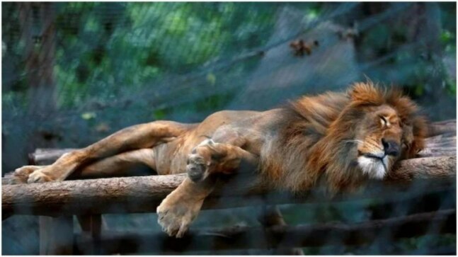 Five ostriches, one lion die inside Anna Zoological Park in Chennai