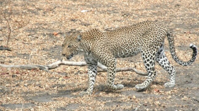 Pune: Forest department receives reports, footage of leopard sighting - Vimarsana News