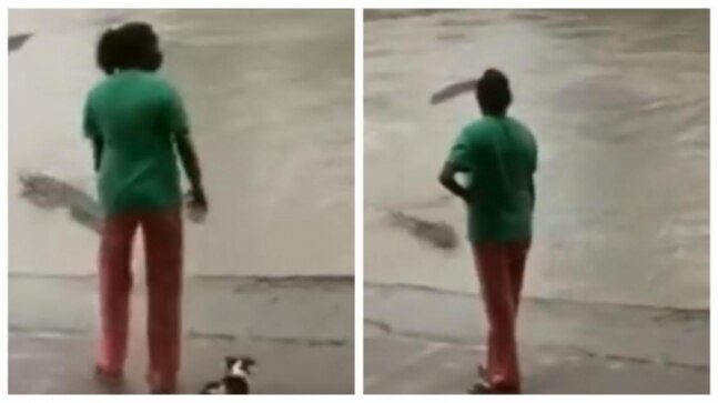 Woman uses her slippers to scare off crocodile in viral video. Internet reacts