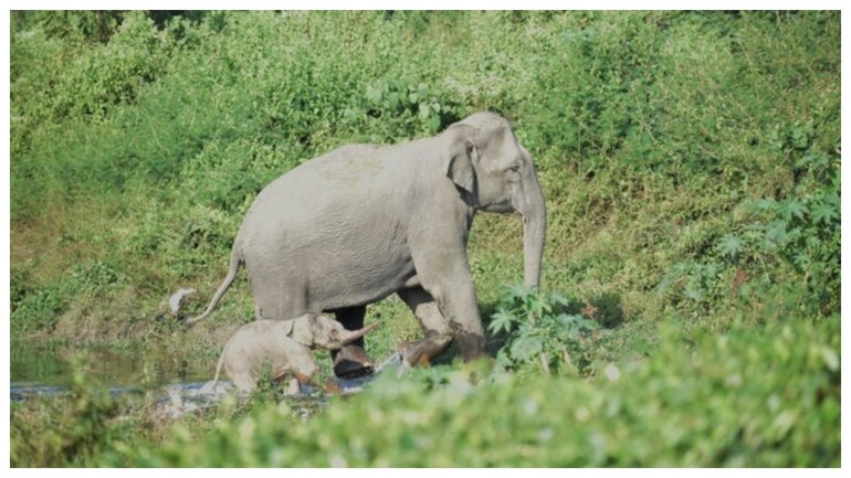 Few Hours Old Baby Elephant Shows The Way To Its Mom Adorable Viral Pic Trending News News Few Hours Old Baby Elephant Shows The Way To Its Mom Adorable Viral Pic Trending News News