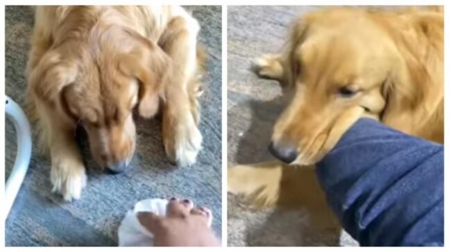 Doggo takes care of hooman's sprained foot in cute viral video. So sweet, says Internet