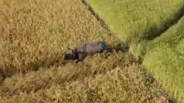 Farmer dies in rhino attack in Assam, terrified locals say animal still roaming paddy fields