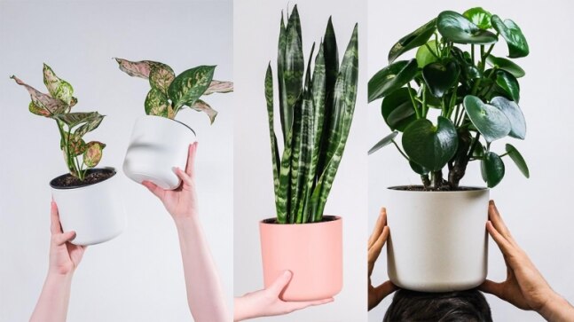 Plants that can purify the air you breathe - Vimarsana News