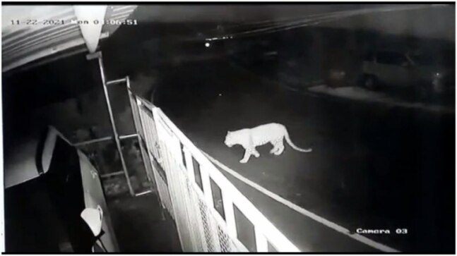CCTV footage shows leopard roaming in residential area of Tamil Nadu's Nilgiris | Watch
