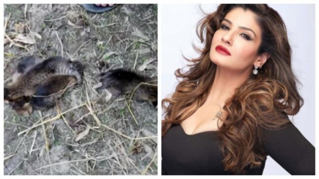 5 jungle cat cubs found by farmers in field rescued. Raveena Tandon reacts to viral video
