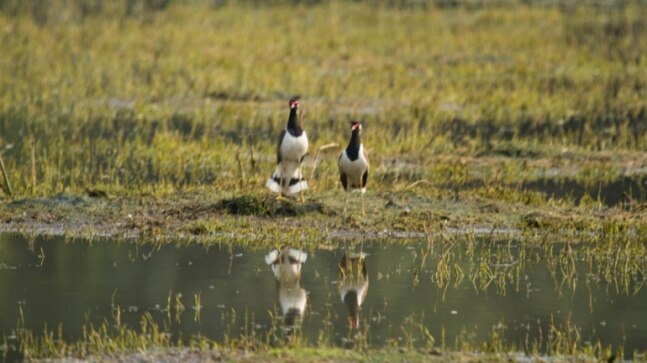 Gurugram: Sultanpur park opens after 19 months; several species of migratory birds spotted