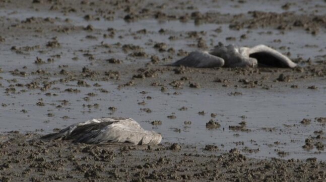 Bird flu outbreak in northern Israel kills 5,200 migratory cranes - Vimarsana News