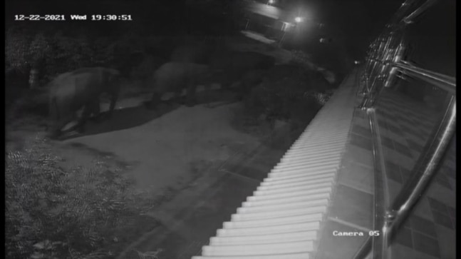 Elephants caught on camera entering Coimbatore city at night | Watch
