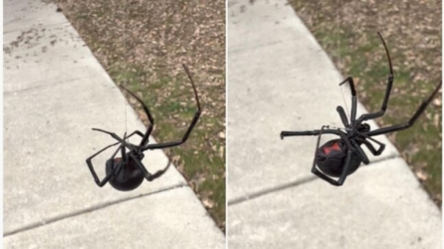 Massive black widow spider dangles from its web in viral video. Terrifying, says Internet