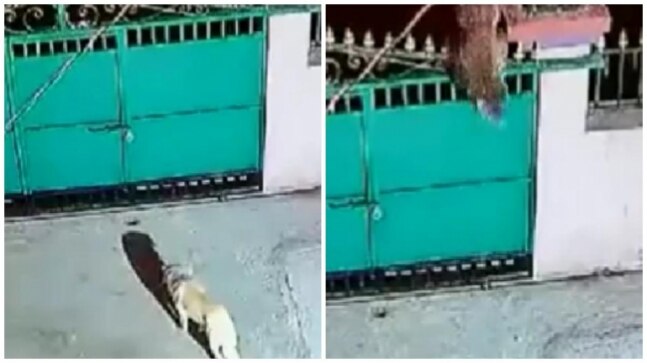 Leopard attacks pet dog after jumping over gate. Viral video shows what happened next