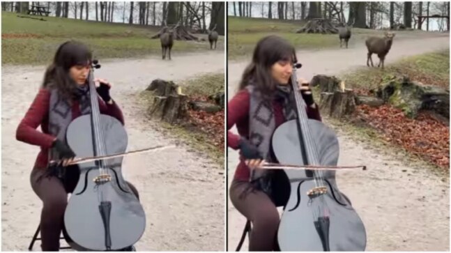 Woman plays cello in park for wild deer. Internet hearts viral video
