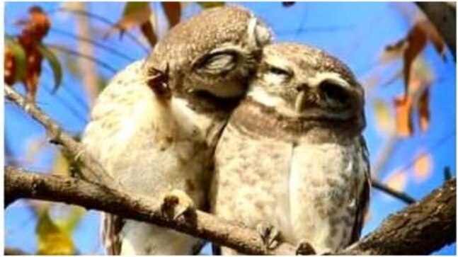 Two owlets snuggle up on a tree. Adorable pics are viral