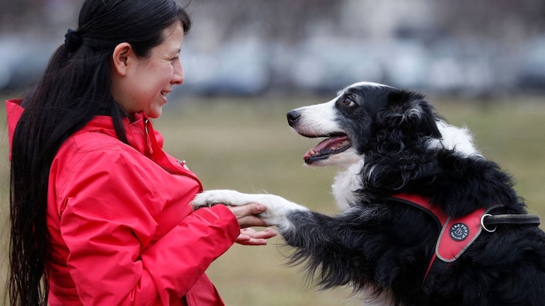 Dogs can distinguish between languages, finds study - SCIENCE News