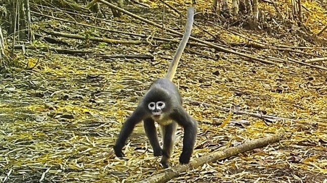 Ghostly monkey among 224 new Mekong region species - Vimarsana News
