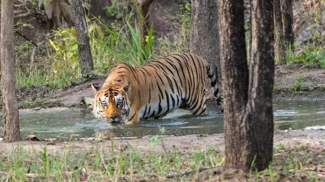 Union forest ministry orders legal action against illegal constructions in Corbett Tiger Reserve - Vimarsana News