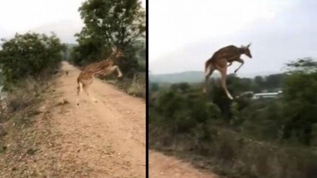 'Flying' deer's stupendous jump leaves netizens in utter disbelief. Watch video