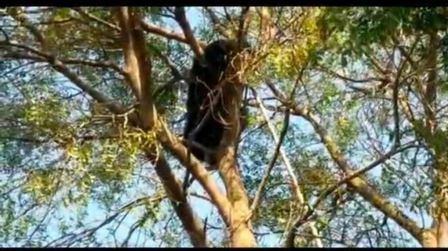 Odisha: 'Petrified' wild bear climbs atop tree in Nabrangpur, rescued after 54 hours - Vimarsana News