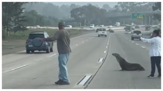 Curious sea lion shows up on busy California highway, rescued later. Viral video