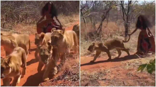 Woman walks with a group of lionesses in jungle in viral video. Is this for real, asks Internet