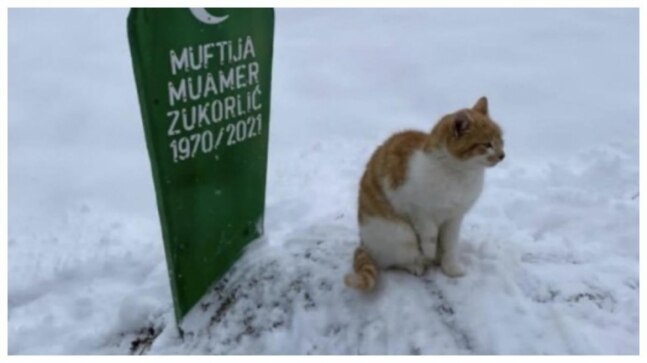 Cat refuses to leave owner's grave in Serbia 2 months after his funeral. Heartbreaking post