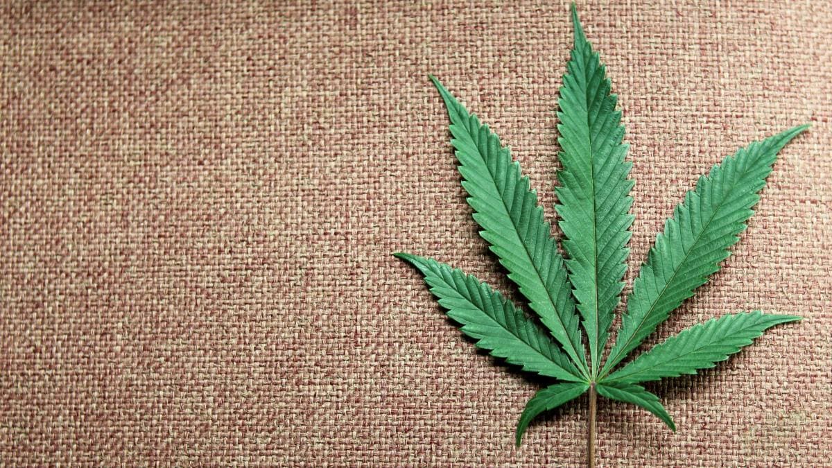 Can weed cure COVID-19? Cannabis compound CBD stops coronavirus in test tube