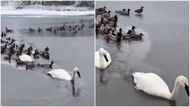 Two swans break up ice for ducks and geese to swim through frozen lake. Viral video