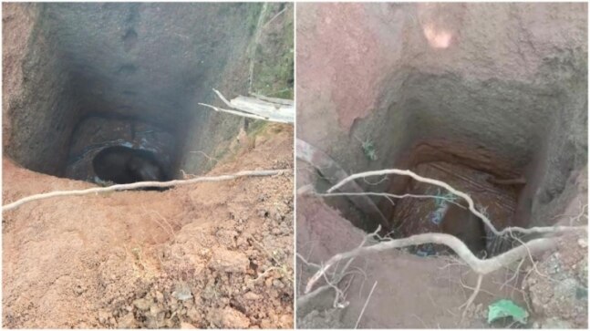 Elephant calf falls into well in Odisha's Baripada, rescued