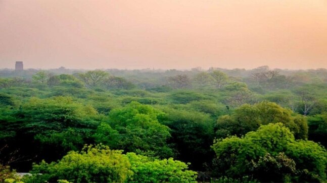 Ahmedabad's forest area decreases by 48 percent: Report - Vimarsana News