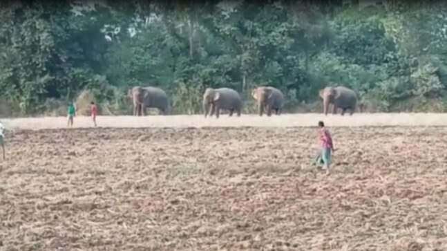 Wild jumbos wreck havoc, destroy harvest in coastal Andhra Pradesh | Watch