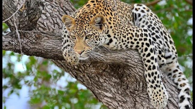 In a first, Assam forest department to conduct leopard counting census in Kamrup