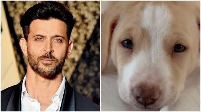 Birthday Boy Hrithik Roshan welcomes an adorable member Mowgli to his family. Watch clip