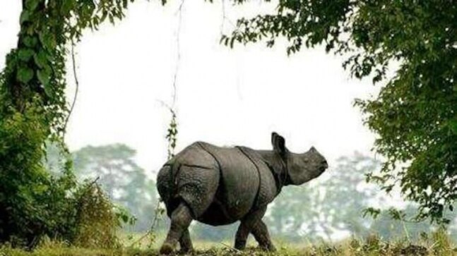 Man killed in rhino attack in Assam's Majuli - Vimarsana News