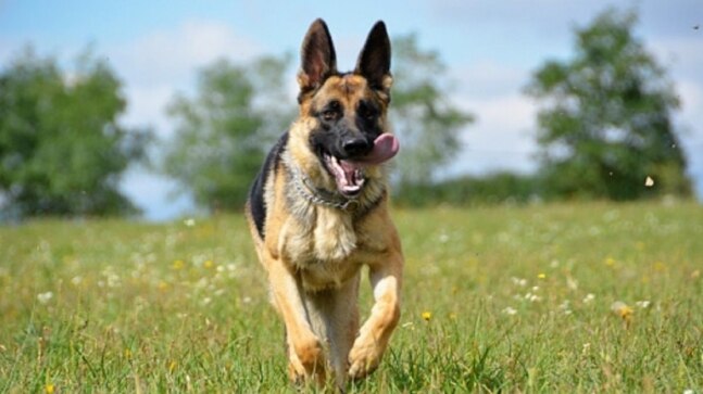 Dog finds help, leads cops to owner’s car crash site. Read viral story