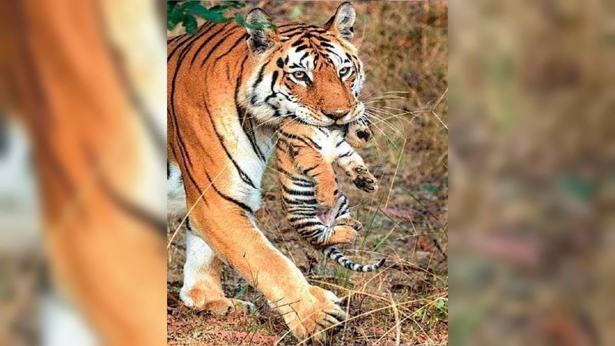 Goodbye super mom: Tigress who birthed 29 cubs in MP's Pench Tiger Reserve dies - India News