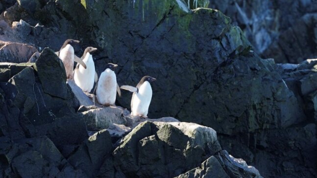 Penguins offer varied clues to Antarctic climate change - Vimarsana News