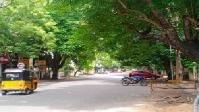 Chennai: Shop owner on MG Road penalised for cutting avenue tree - Vimarsana News