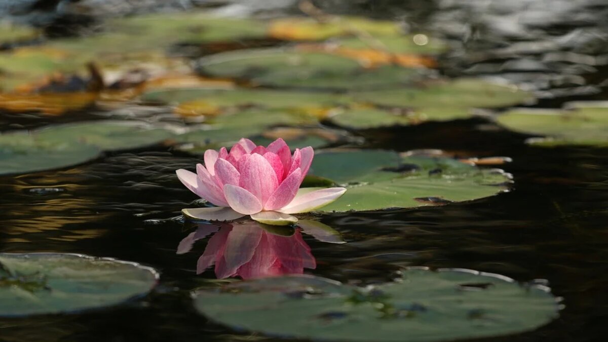 Pune to get its first lotus lake at Khatpewadi