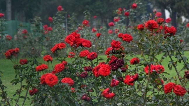 Chandigarh: Rose festival likely to begin in March - Vimarsana News