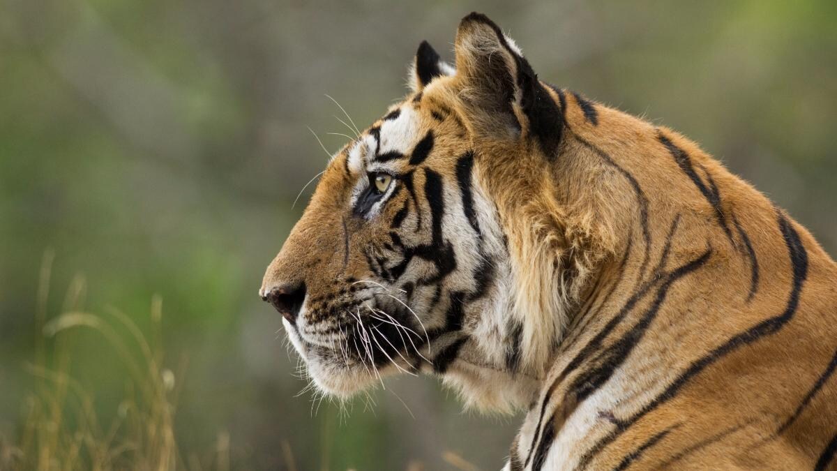 Why Ratapani Sanctuary is the next big hope for Madhya Pradesh's tigers