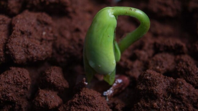 Climate change can rot these plants in future: Study - Vimarsana News