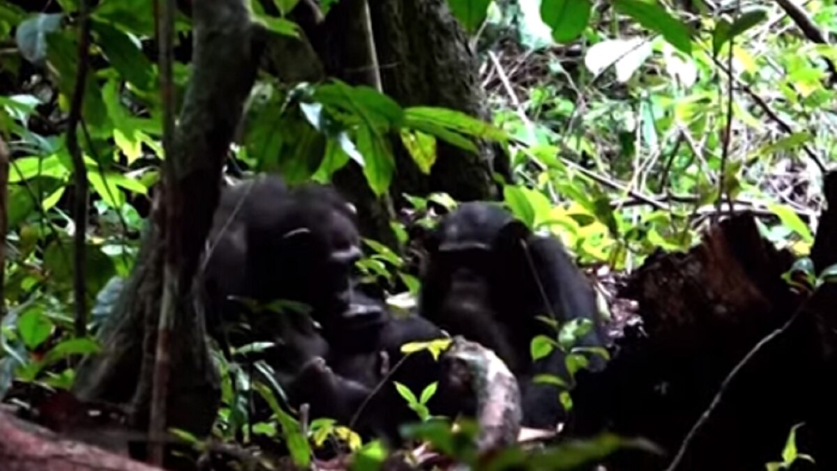 Chimpanzee mother spotted applying insect on son’s wound in viral video. (Image courtesy: YouTube)